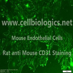 CD1 Mouse Cells (89)